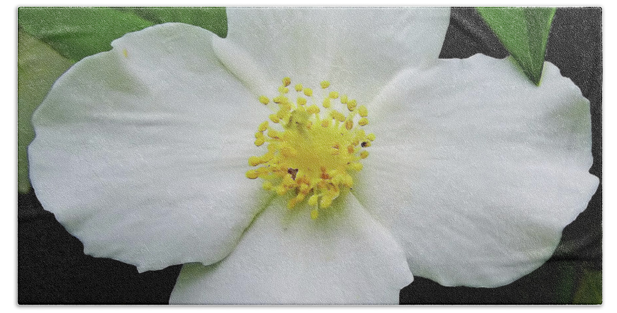 Dogwood Bath Towel featuring the photograph Delicate Dogwood by D Hackett