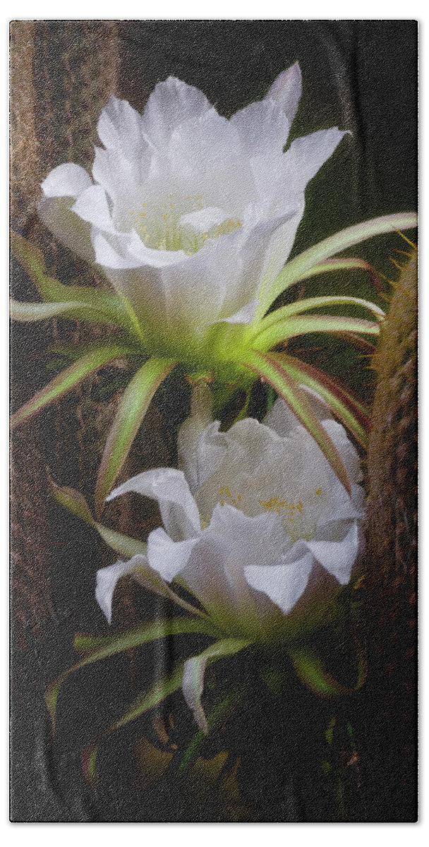 White Echinopsis Flowers Bath Towel featuring the photograph Delicate In Between The Thorns by Saija Lehtonen