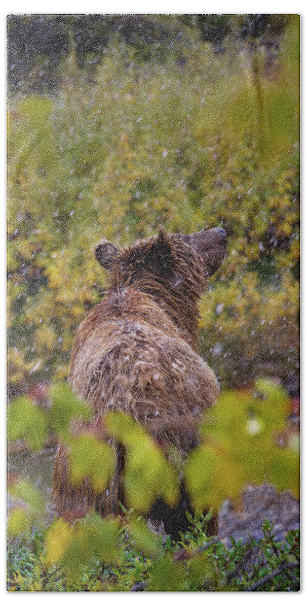 Denali Hand Towel featuring the photograph Denali National Park Grizzly by Scott Slone