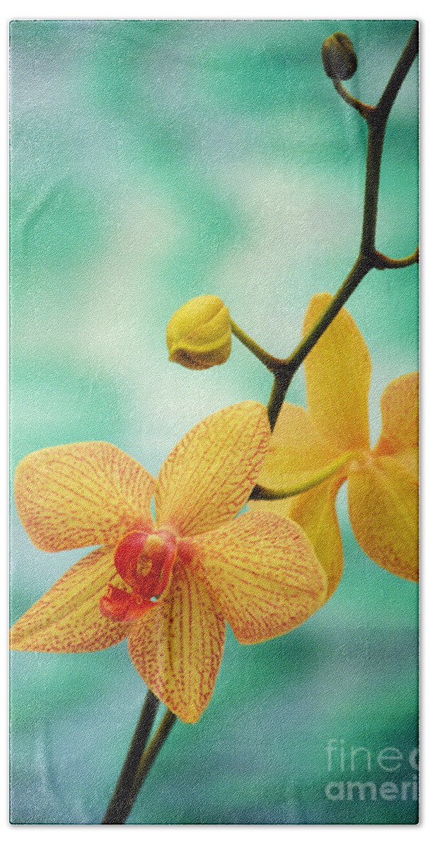 26-csm0163 Bath Sheet featuring the photograph Dendrobium by Allan Seiden - Printscapes