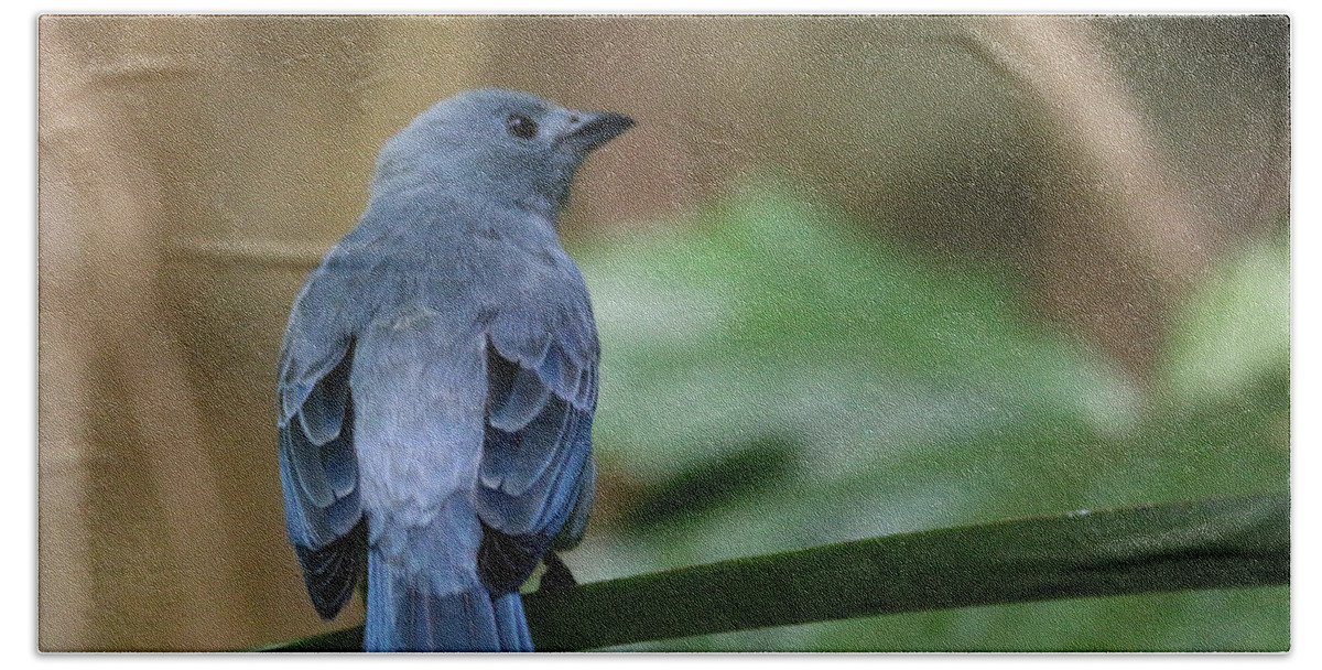 Blue-gray Tanager Hand Towel featuring the photograph Denim Blue by Living Color Photography Lorraine Lynch