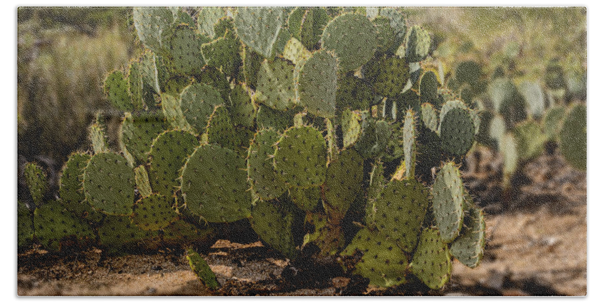 Arizona Hand Towel featuring the photograph Desert Prickly-Pear No6 by Mark Myhaver