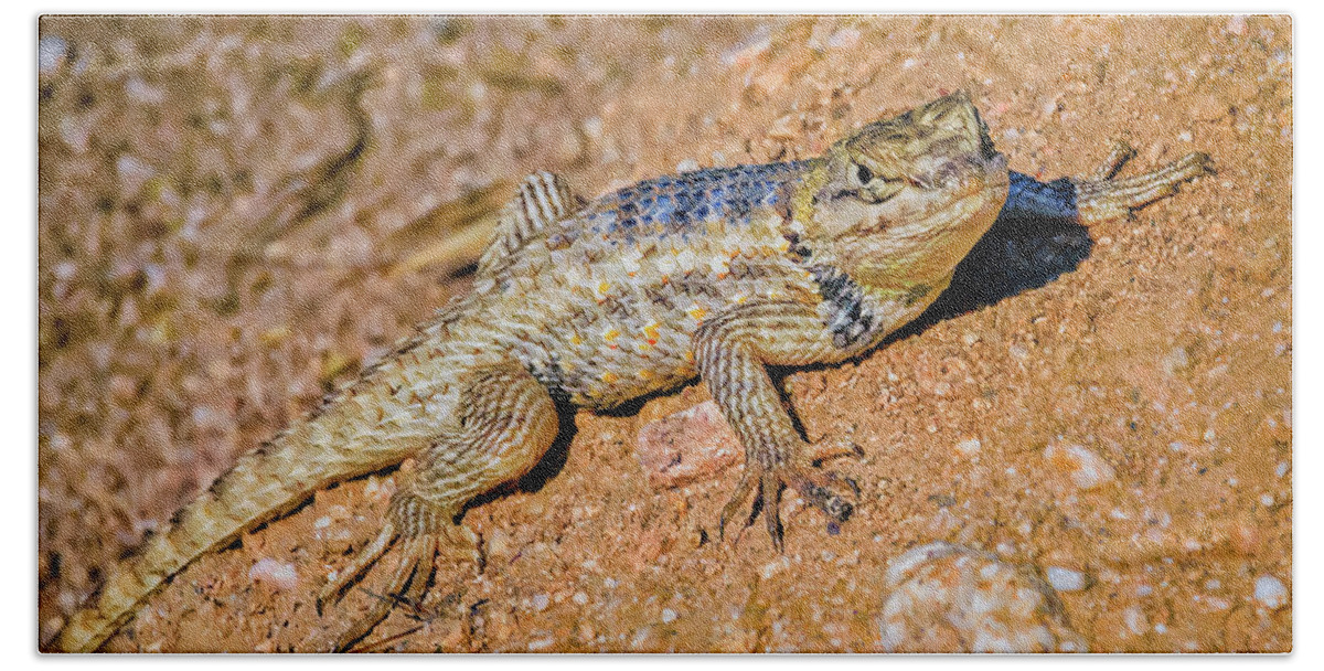 Animal Hand Towel featuring the photograph Desert Spiny Lizard H57 by Mark Myhaver