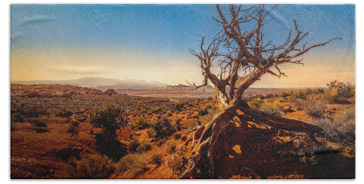 Arches National Park Bath Towel featuring the photograph Desert Tree by Dave Koch
