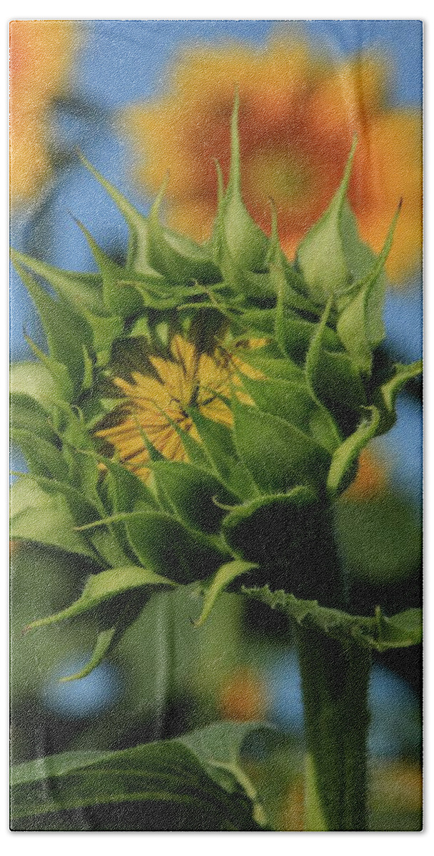 Grinter Bath Towel featuring the photograph Developing Petals on a Sunflower by Chris Berry