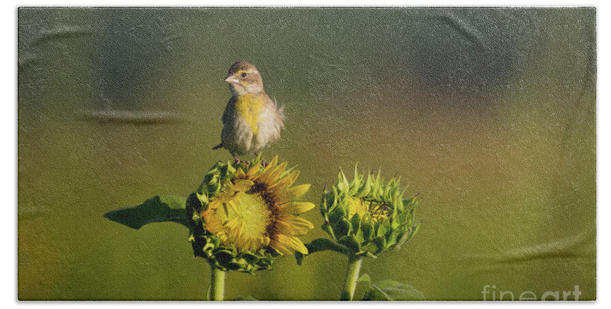 Bird Hand Towel featuring the photograph Dickcissel Sunflower by Andrea Silies