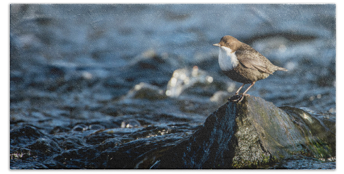 Dipper On The Rock Bath Towel featuring the photograph Dipper on the rock by Torbjorn Swenelius