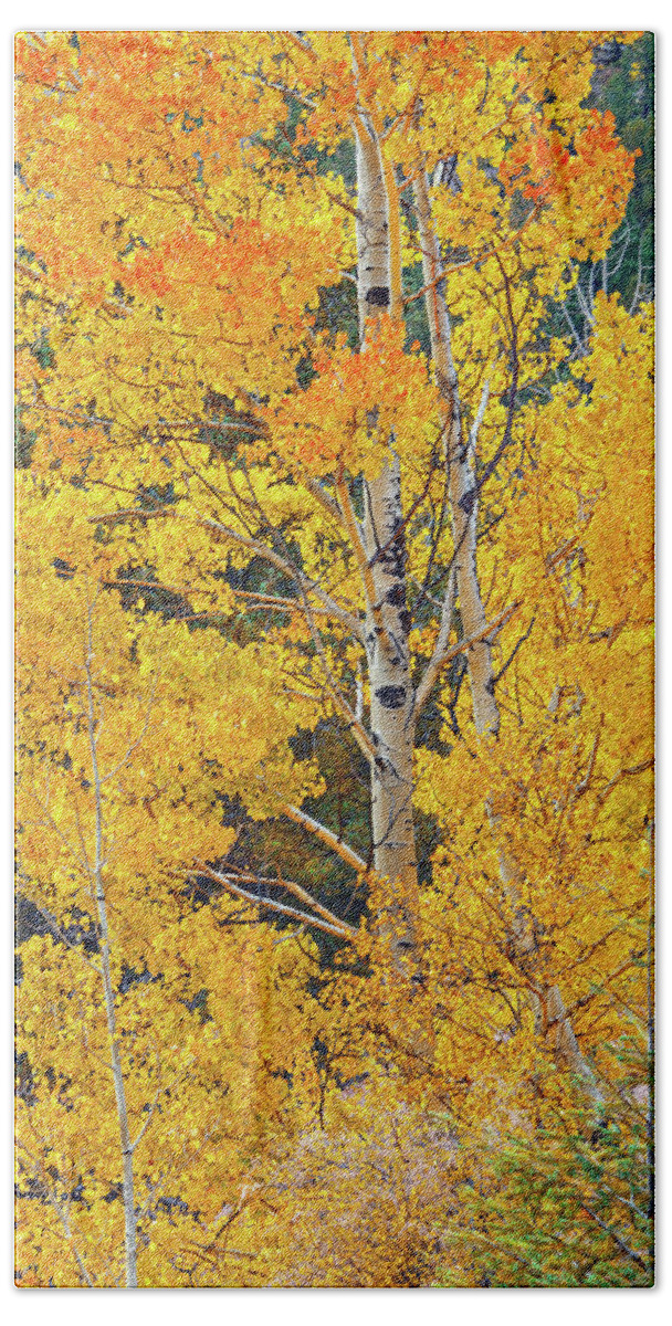 Aspen Leaves Bath Towel featuring the photograph Do Not Learn How To React. Learn How To Respond. by Bijan Pirnia