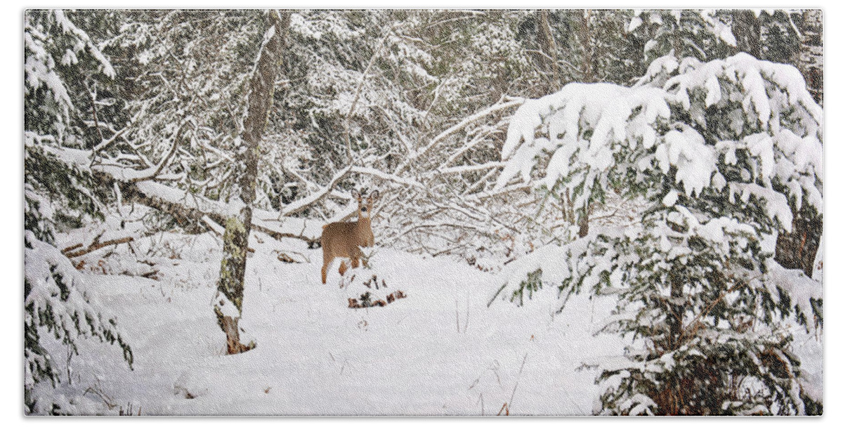 Doe In Winter Snow Print Hand Towel featuring the photograph Doe in Winter Snow by Gwen Gibson