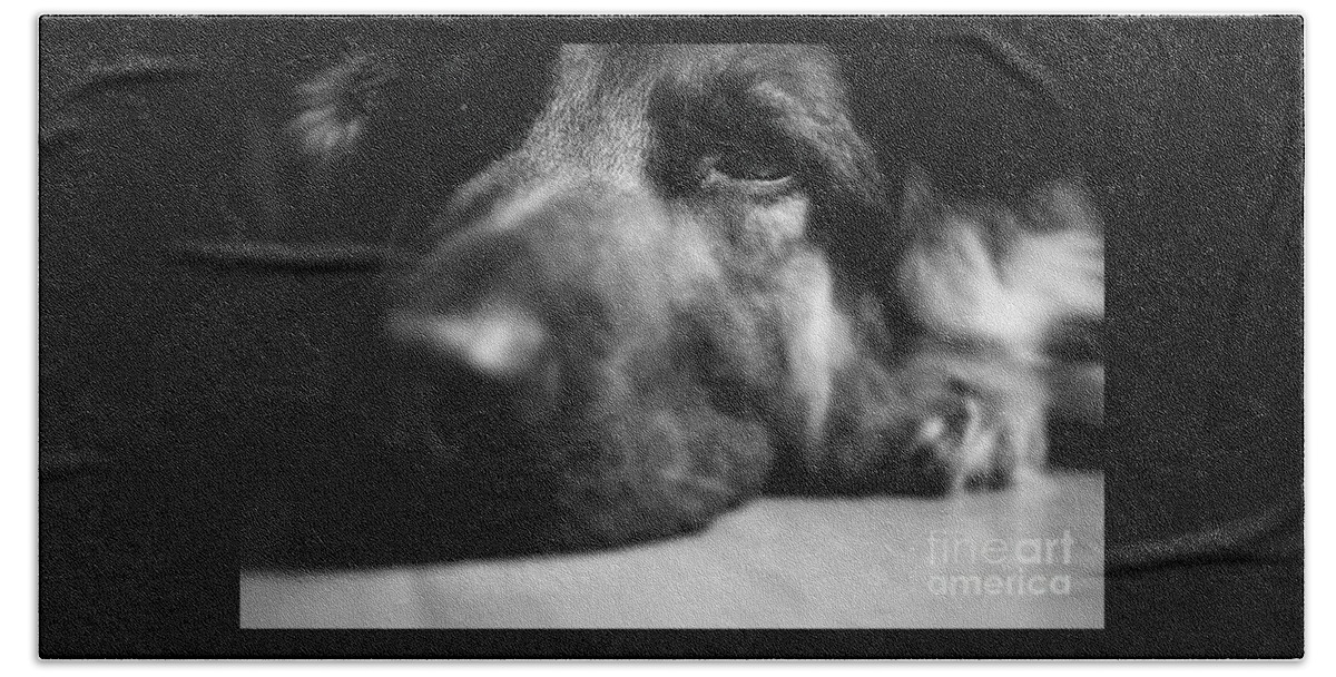 Tired Bath Towel featuring the photograph Dog Eyes Always Watching by Frank J Casella