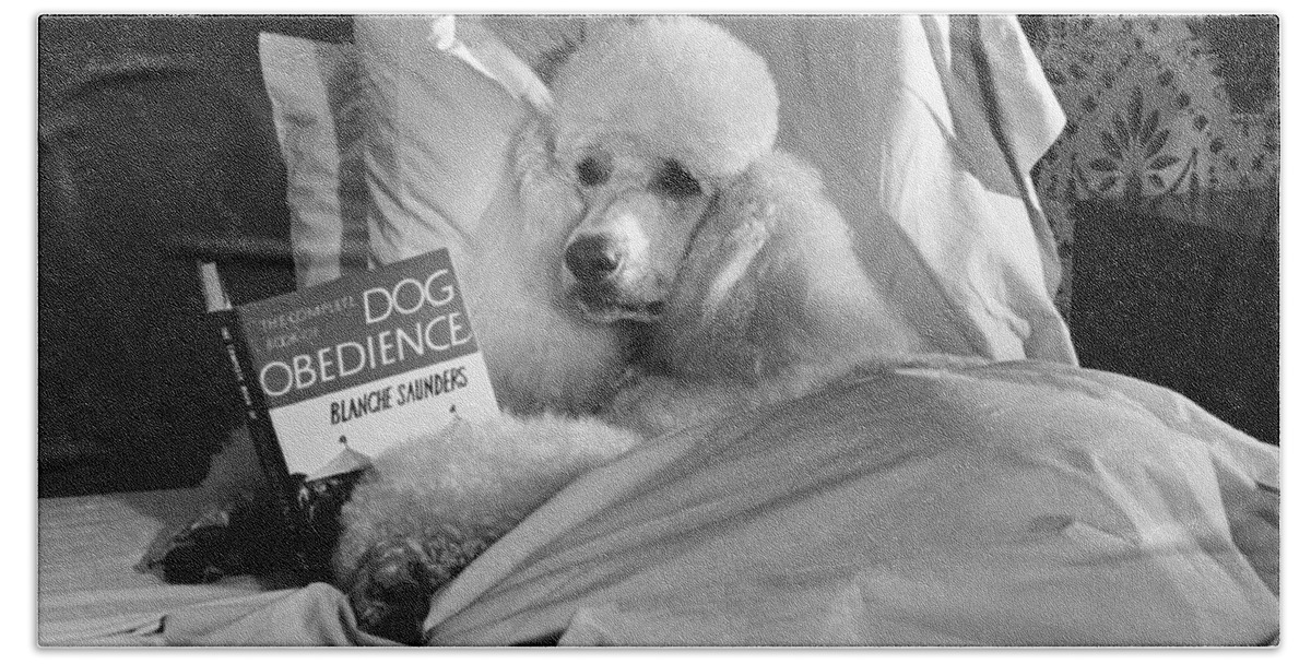 Animal Bath Towel featuring the photograph Dog Reading in Bed by M E Browning and Photo Researchers