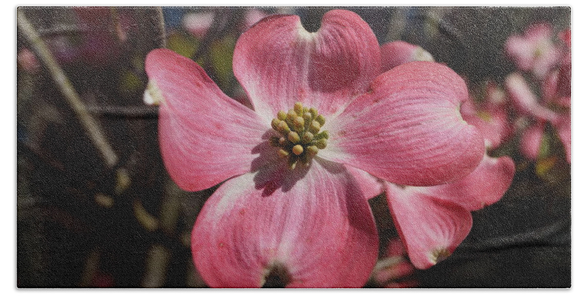 Dogwood Bath Towel featuring the photograph Dogwood blossom by Beth Collins
