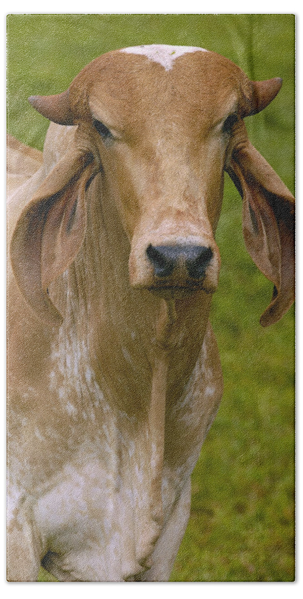 Mp Bath Towel featuring the photograph Domestic Cattle Bos Taurus Male by Pete Oxford
