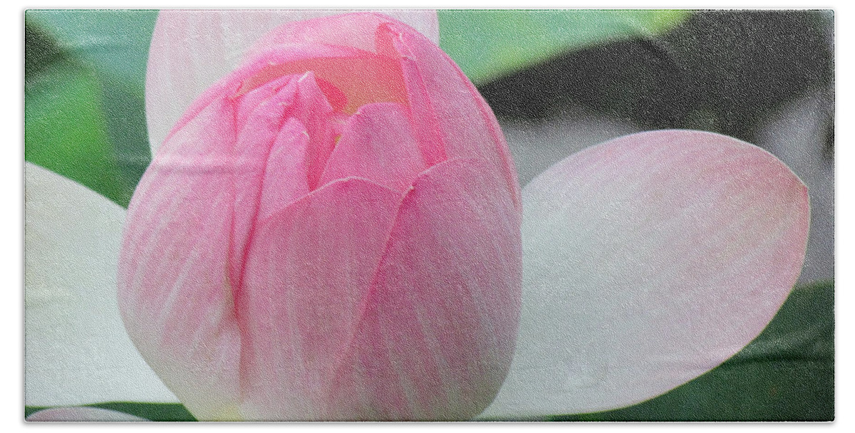 Flower Hand Towel featuring the photograph Lotus Petals Gently Unfurl by Lori Lafargue