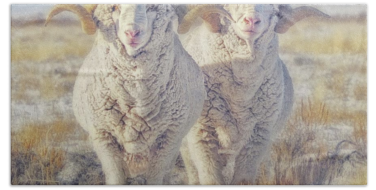 Sheep Hand Towel featuring the photograph Double the Ram Power by Amanda Smith