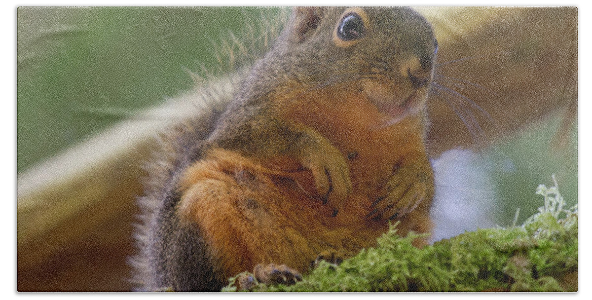 Squirrel Bath Towel featuring the photograph Douglas Squirrel by Paul Rebmann