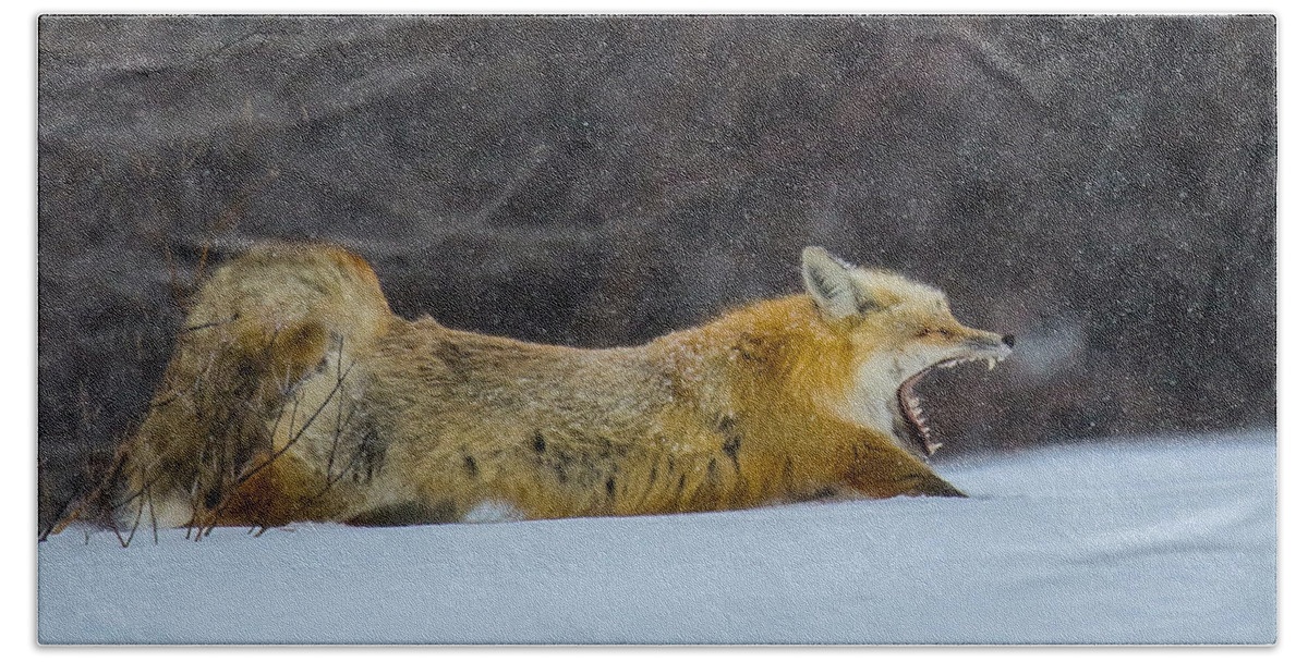 Fox Bath Towel featuring the photograph Downward Dog by Kevin Dietrich