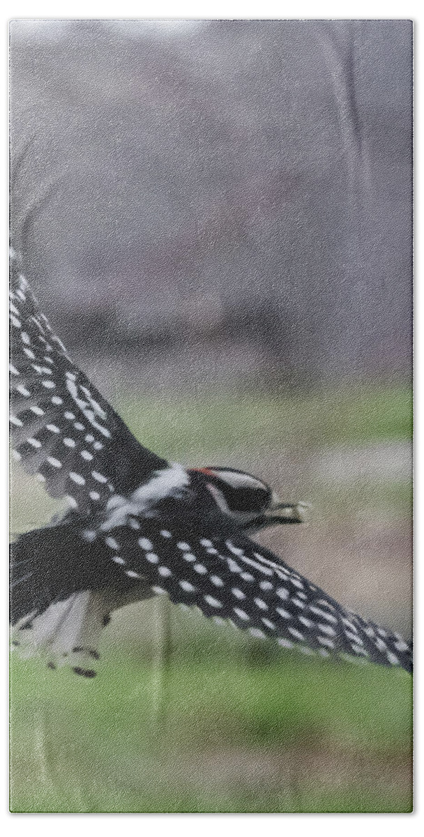 Jan Bath Towel featuring the photograph Downy Woodpecker in Flight by Holden The Moment