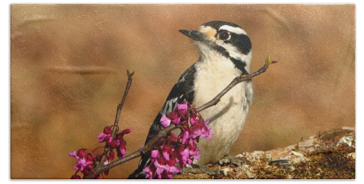 Nature Bath Towel featuring the photograph Downy Woodpecker in Spring by Sheila Brown