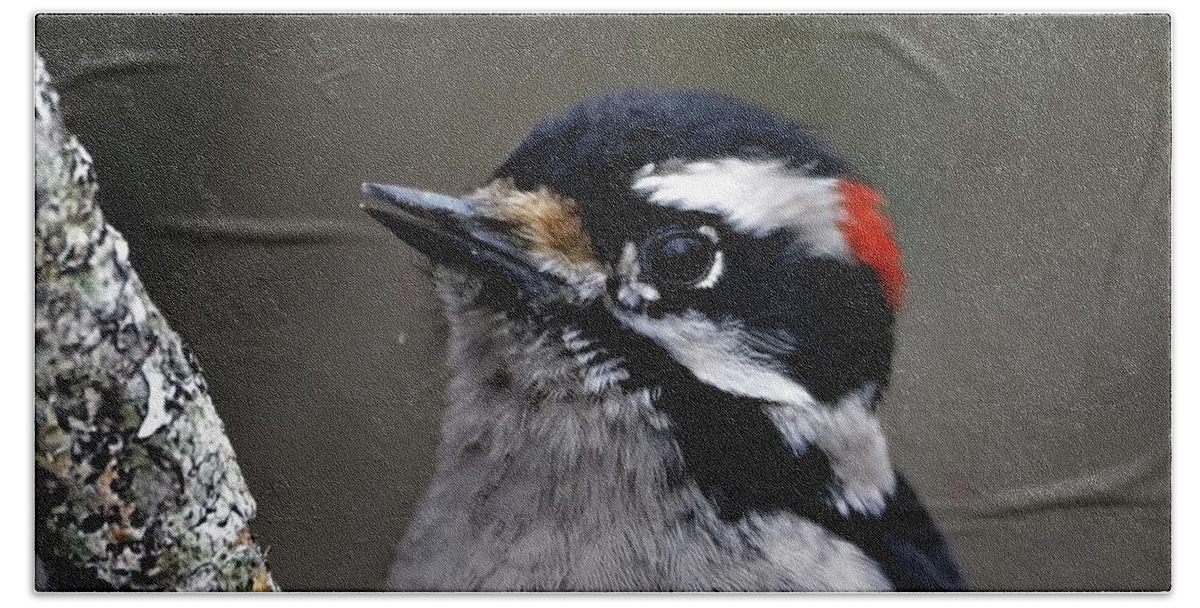 Downy Woodpecker Hand Towel featuring the photograph Downy Woodpecker Portrait by Sue Harper