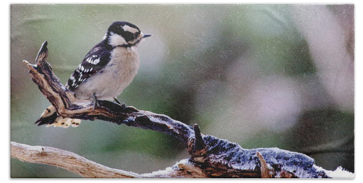 Downy Woodpecker Bath Towel featuring the photograph Downy Woodpecker With Snow by Daniel Reed