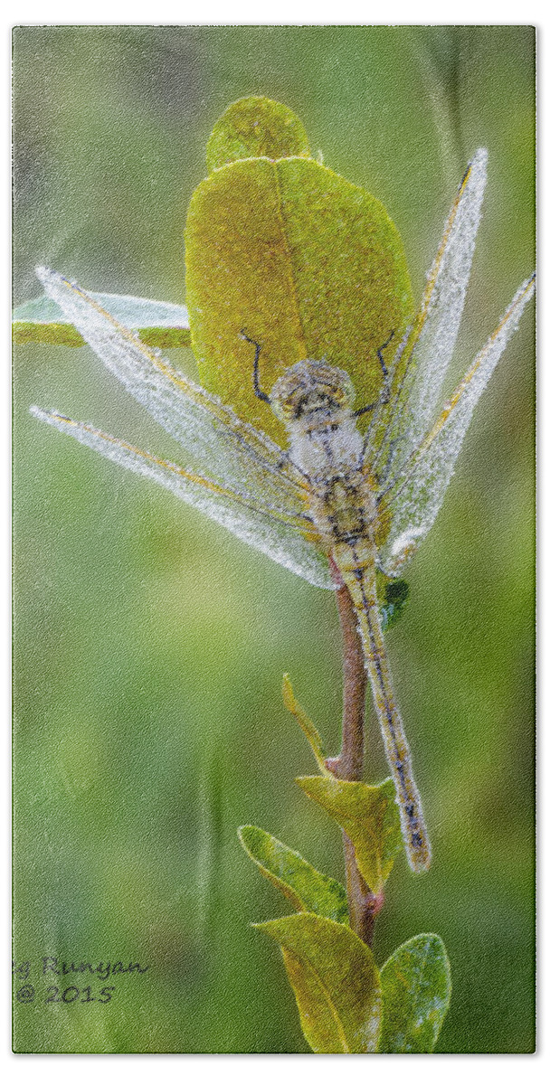 Dragon Fly Bath Towel featuring the photograph Dragon Fly in the Dew by Peg Runyan