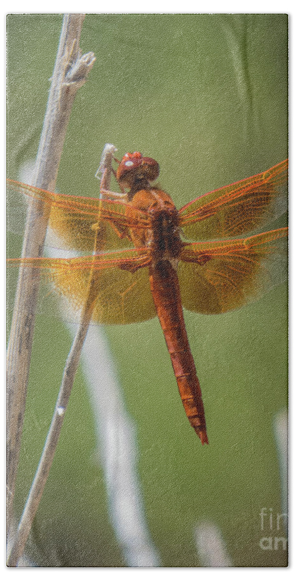 Dragonfly Hand Towel featuring the photograph Dragonfly 10 by Christy Garavetto