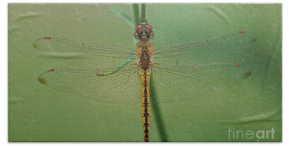 Dragonfly Hand Towel featuring the photograph Dragonfly Gold by Robert E Alter Reflections of Infinity