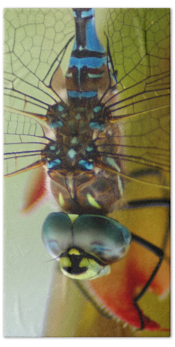 Dragonfly Bath Towel featuring the photograph Dragonfly in Thought by Ben Upham III