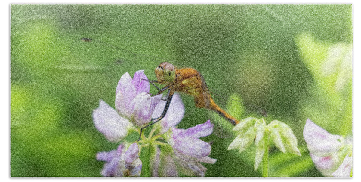 Dragonfly Dragon Fly Flies Dragonflies Flower Flowers Botany Botanical Botanic Nature Outside Outdoors Closeup Close Up Close-up Macro Garden Gardening Brian Hale Brianhalephoto Ma Mass Massachusetts Bath Towel featuring the photograph Dragonfly on Flowers by Brian Hale