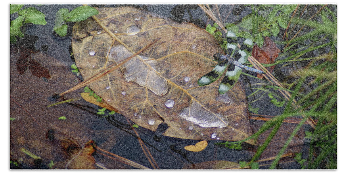 Nature Bath Towel featuring the photograph Dragonfly on Leaf in Creek by Ben Upham III