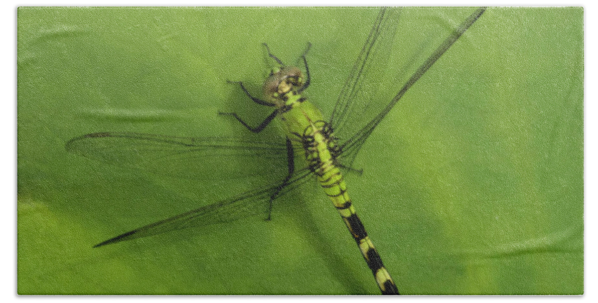 Small Hand Towel featuring the photograph Dragonfly On Leaf by Roberta Kayne