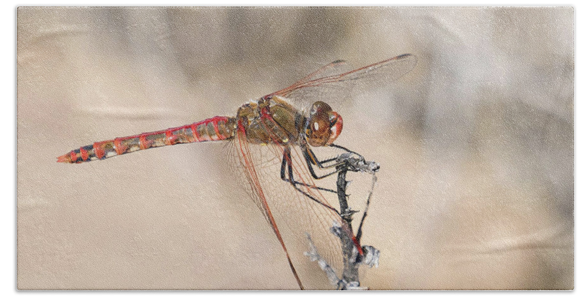 Dragonfly Bath Towel featuring the photograph Dragonfly Resting by Judi Dressler