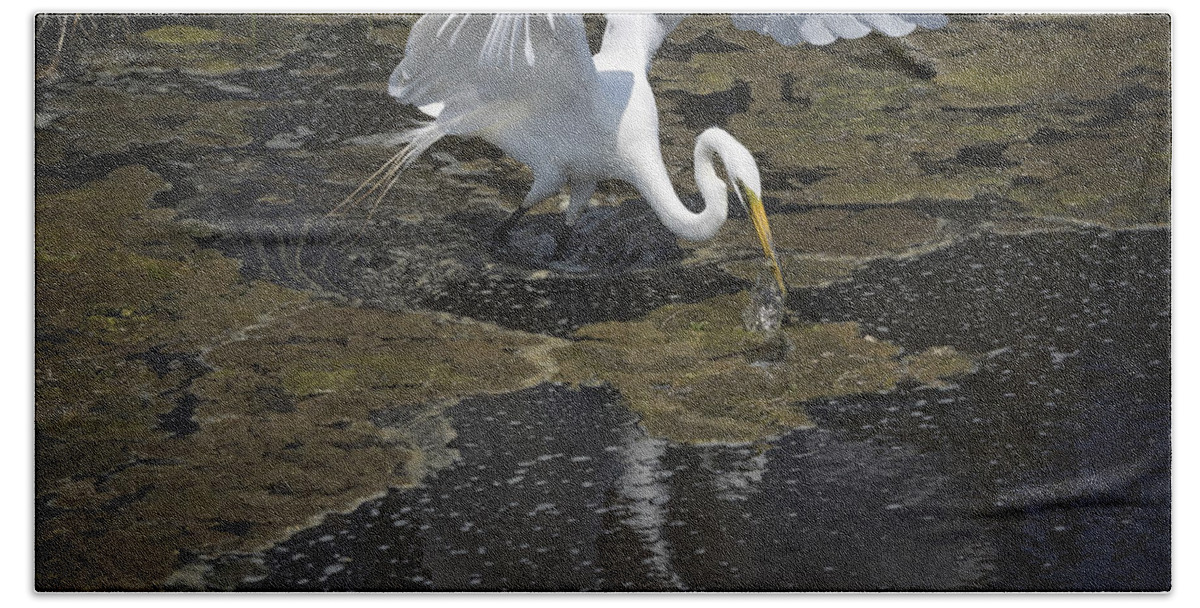 Egret Hand Towel featuring the photograph Drama Queen by David Kay