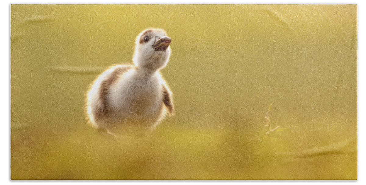 Gosling Hand Towel featuring the photograph Dream Duckie _Egyptian Gosling by Roeselien Raimond
