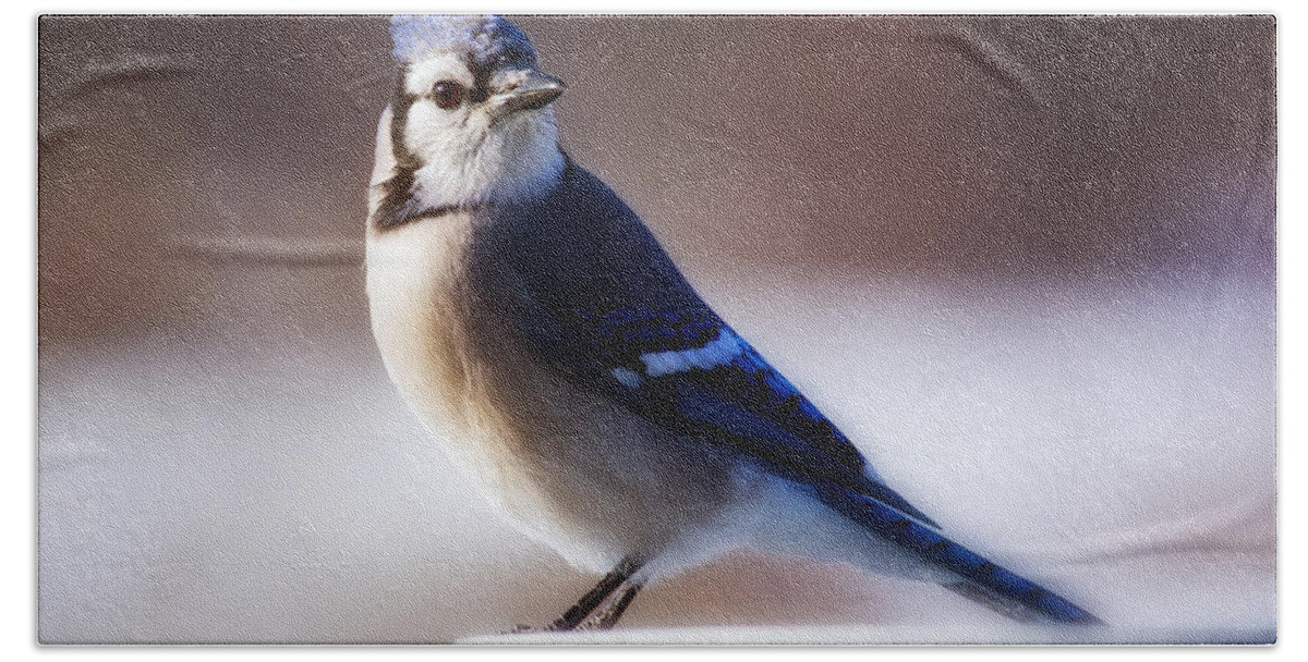 Bird Hand Towel featuring the photograph Dreamy Blue Jay by Al Mueller