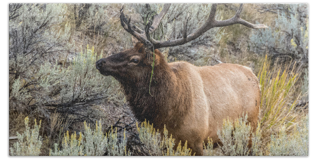 Bull Elk Bath Towel featuring the photograph Dressed For Rut by Yeates Photography
