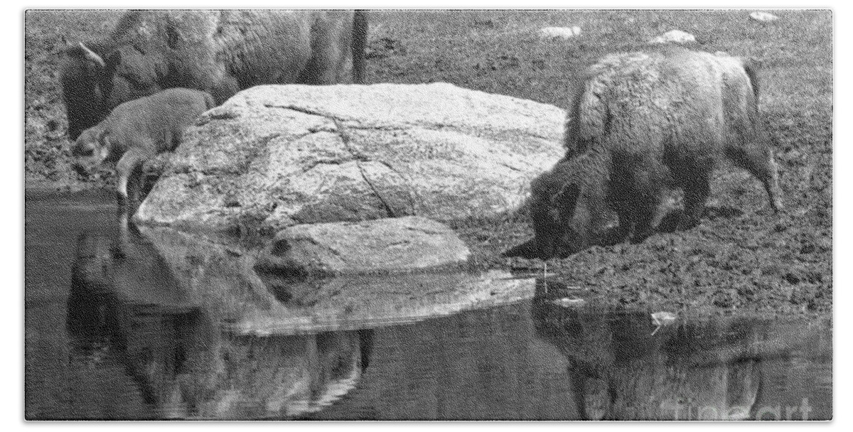 Bison Bath Towel featuring the photograph Drinking By The Rock Black And White by Adam Jewell