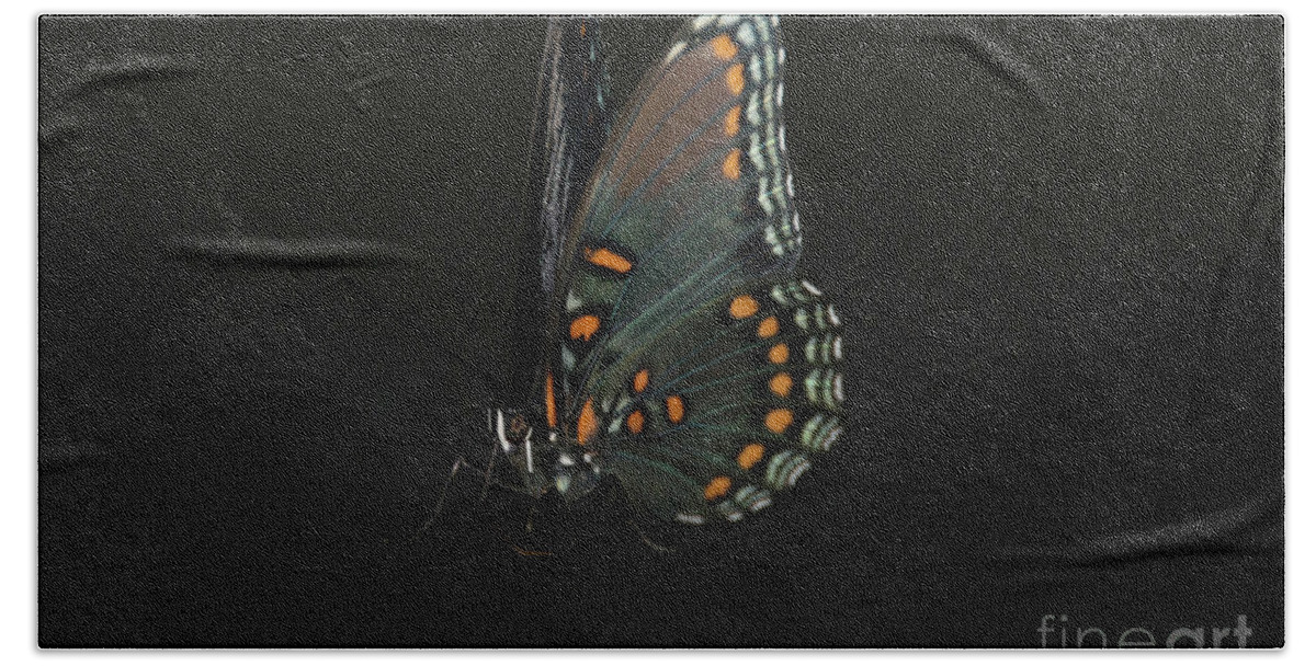 Butterfly Bath Towel featuring the photograph Drying Wings by Judy Hall-Folde