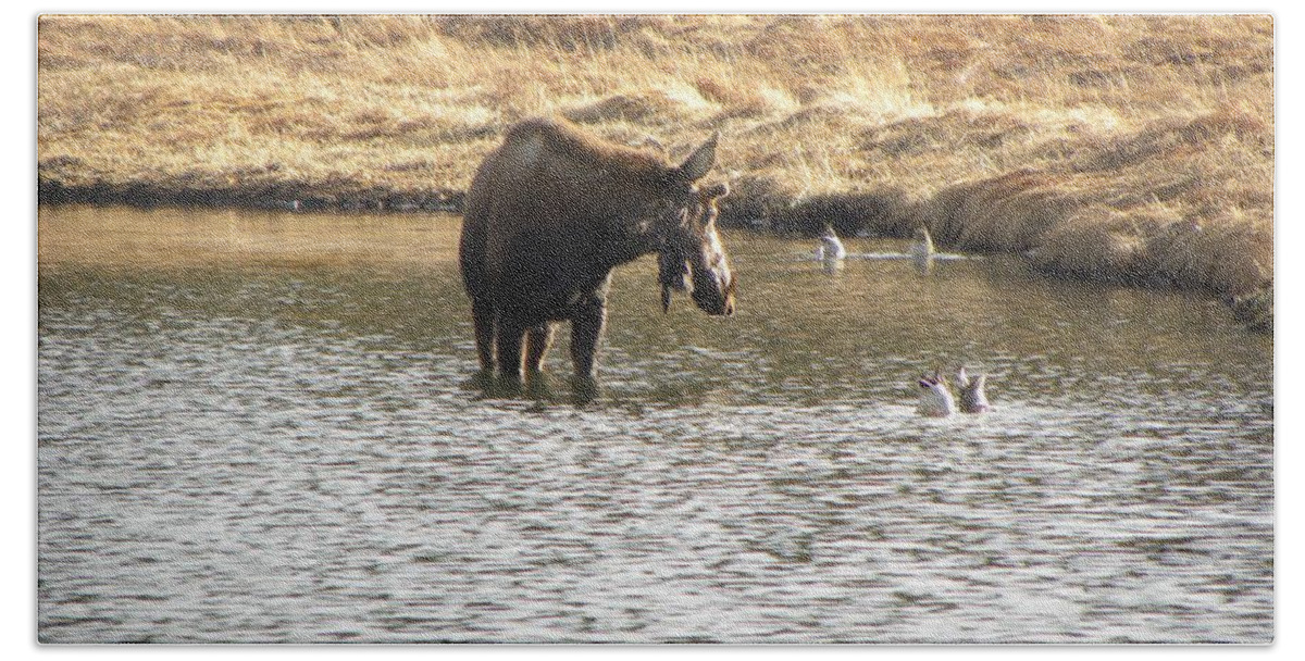 Animal Bath Towel featuring the photograph Ducks - Moose Rollinsville CO by Margarethe Binkley