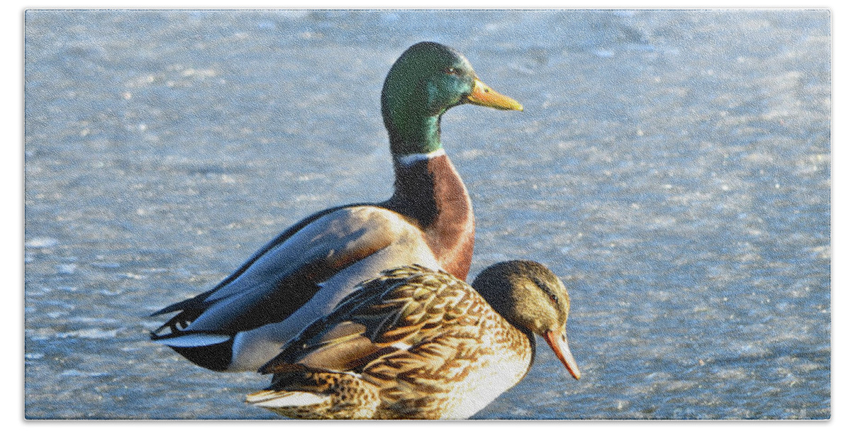 Duck Hand Towel featuring the photograph Duck Pair on Frozen Lake by Cindy Schneider
