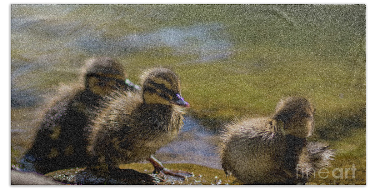 Duck Babies Hand Towel featuring the photograph Duck Babies by Eva Lechner