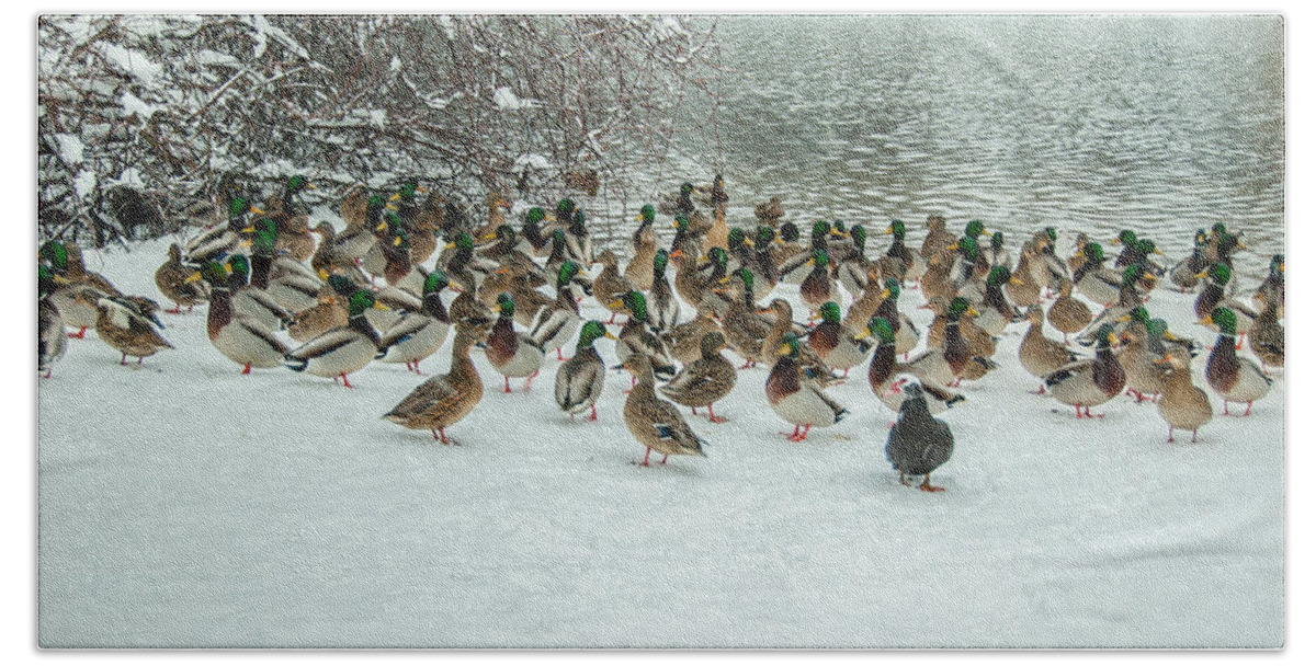 Ducks Bath Towel featuring the photograph Ducks Pond In Winter by Cathy Kovarik