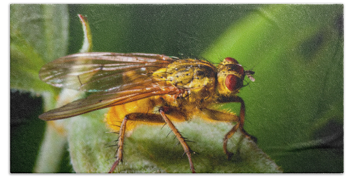 Insect Bath Towel featuring the photograph Dung Fly on Leaf by Jeff Phillippi