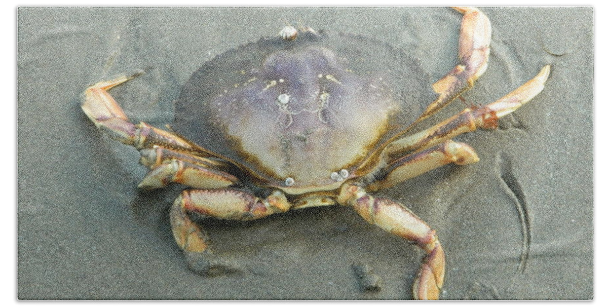 Crabs Bath Towel featuring the photograph Dungeness Backside by Gallery Of Hope 