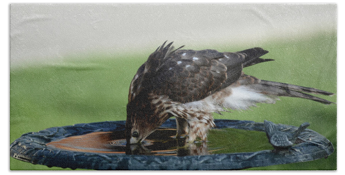 Coopers Hawk At A Birdbath-raptor-images Of Raeannm.garrett- Photography- Birds Of Colorado-immature Coopers Hawk- Colorado Birds-#raeannmgarrett Hand Towel featuring the photograph Dunk by Rae Ann M Garrett