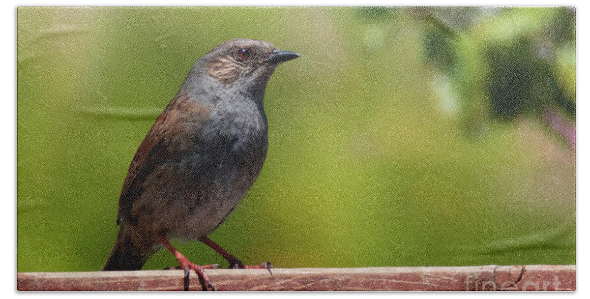 Dunnock Bath Towel featuring the photograph Dunnock by Terri Waters