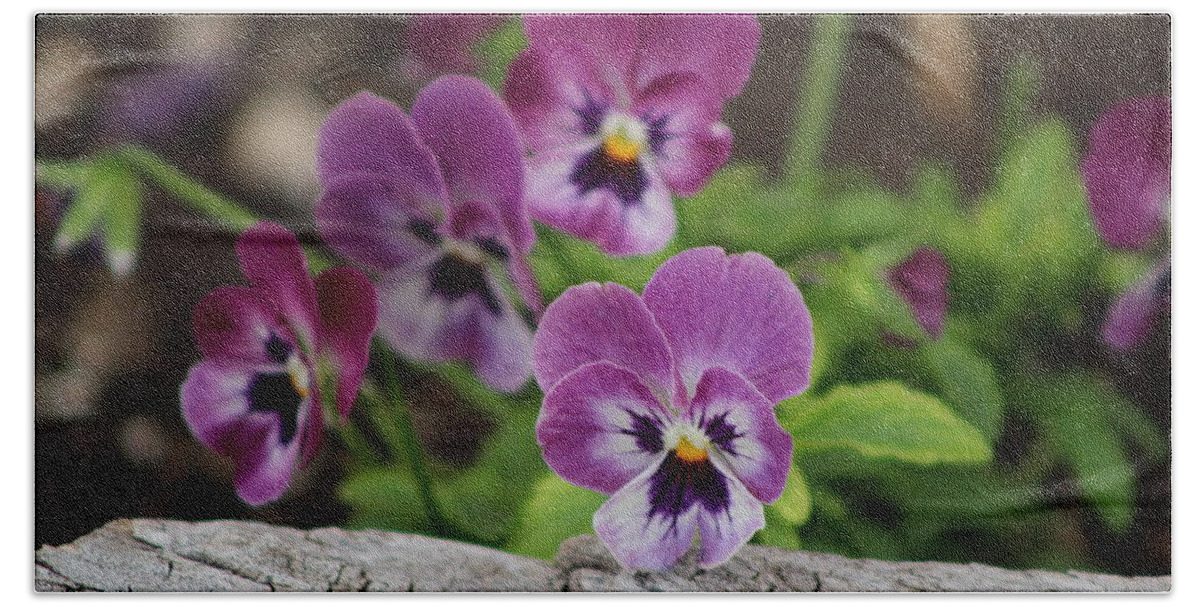 Rustic Wood Bath Towel featuring the photograph Duo Tone Purple Pansies and Rustic Wood by Colleen Cornelius