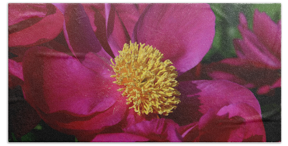 Dusted In Peony Pollen Bath Towel featuring the photograph Dusted in Peony Pollen by Rachel Cohen