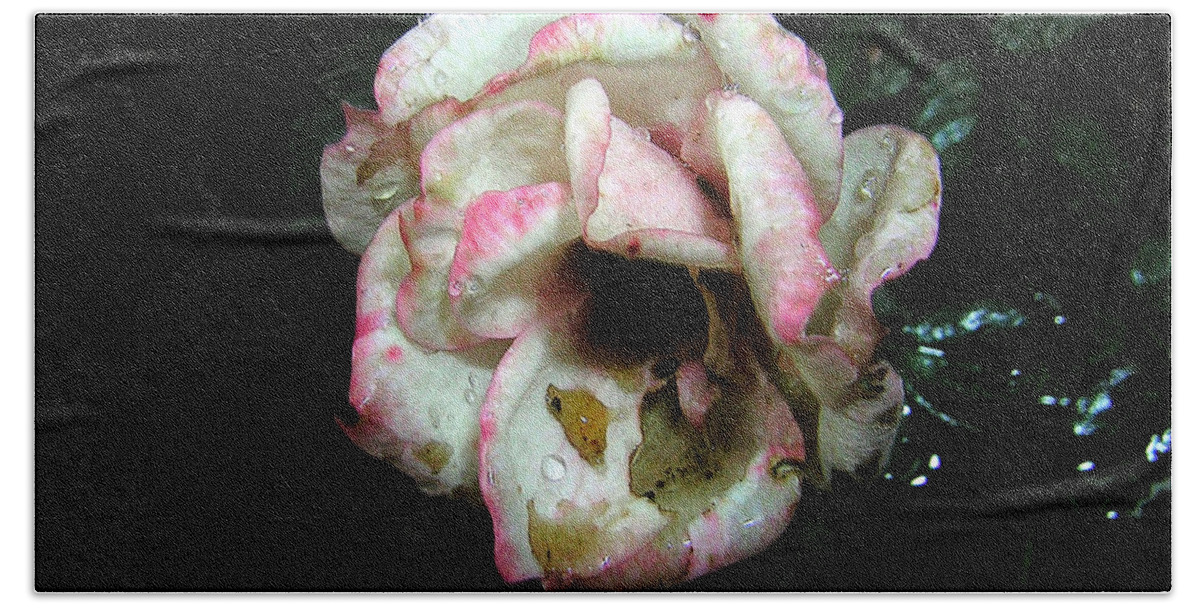 Rose Hand Towel featuring the photograph Dying Rose by George Jones